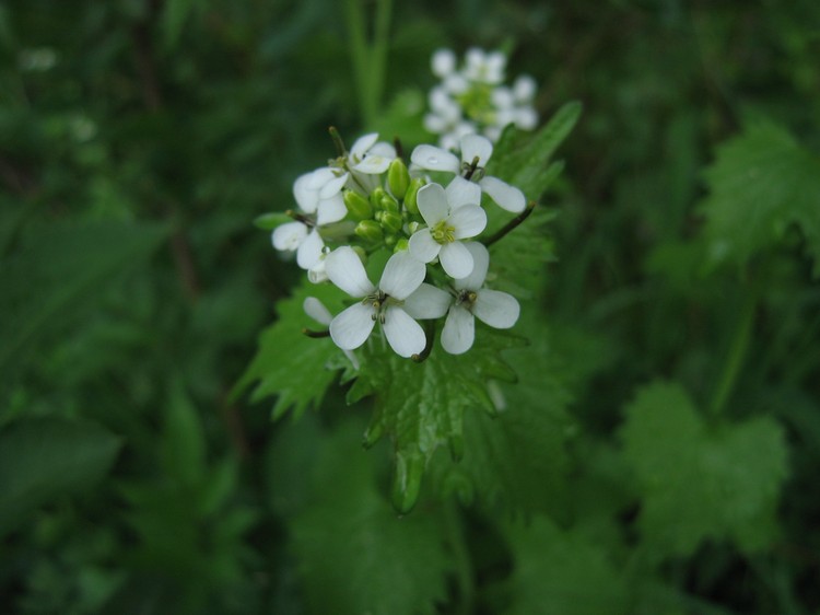 Alliaria petiolata